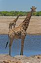 239 Etosha NP, giraf